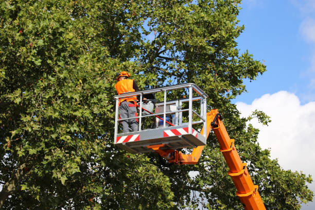 Best Tree Mulching  in Mission, TX